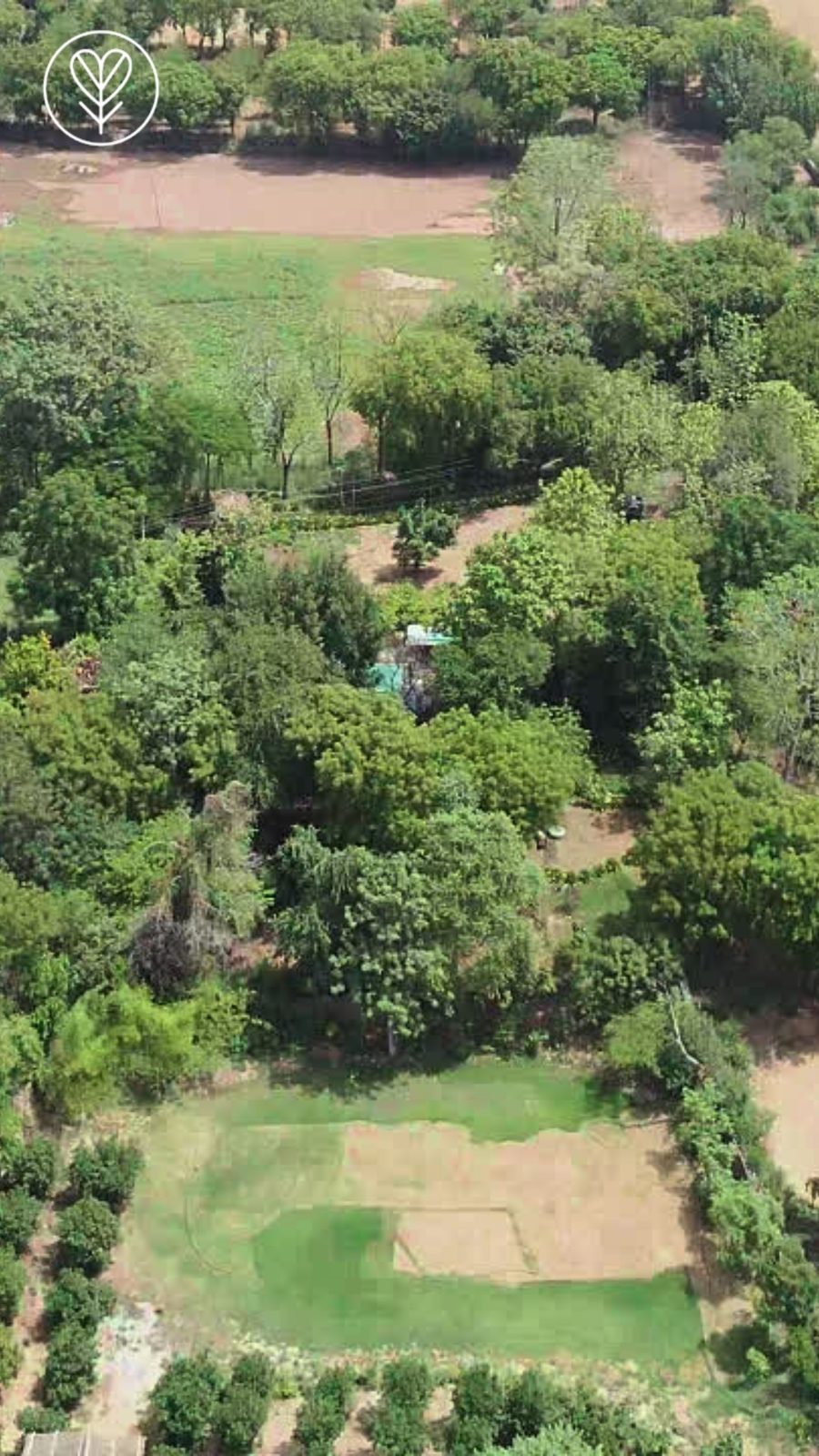 The farm from above today: dense green trees, a lawn and orchard rows