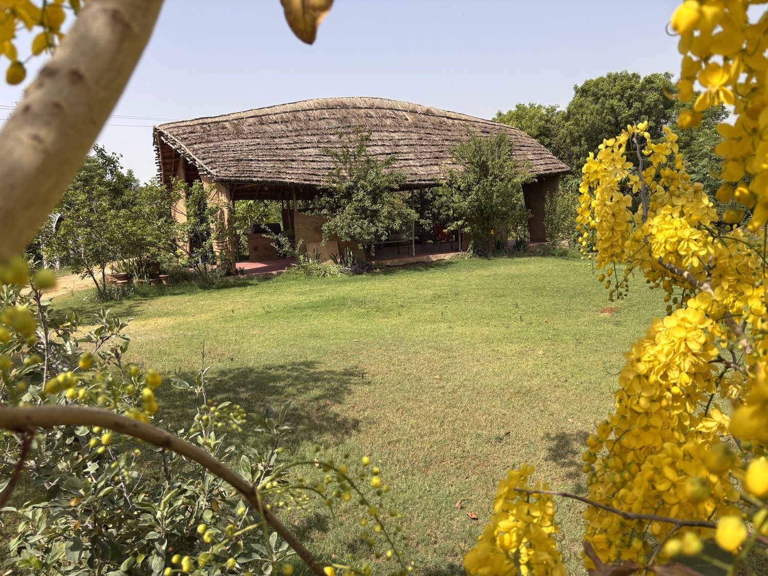 Amaltas in yellow flower along a branch, the long thatched pavilion and mown grass beyond