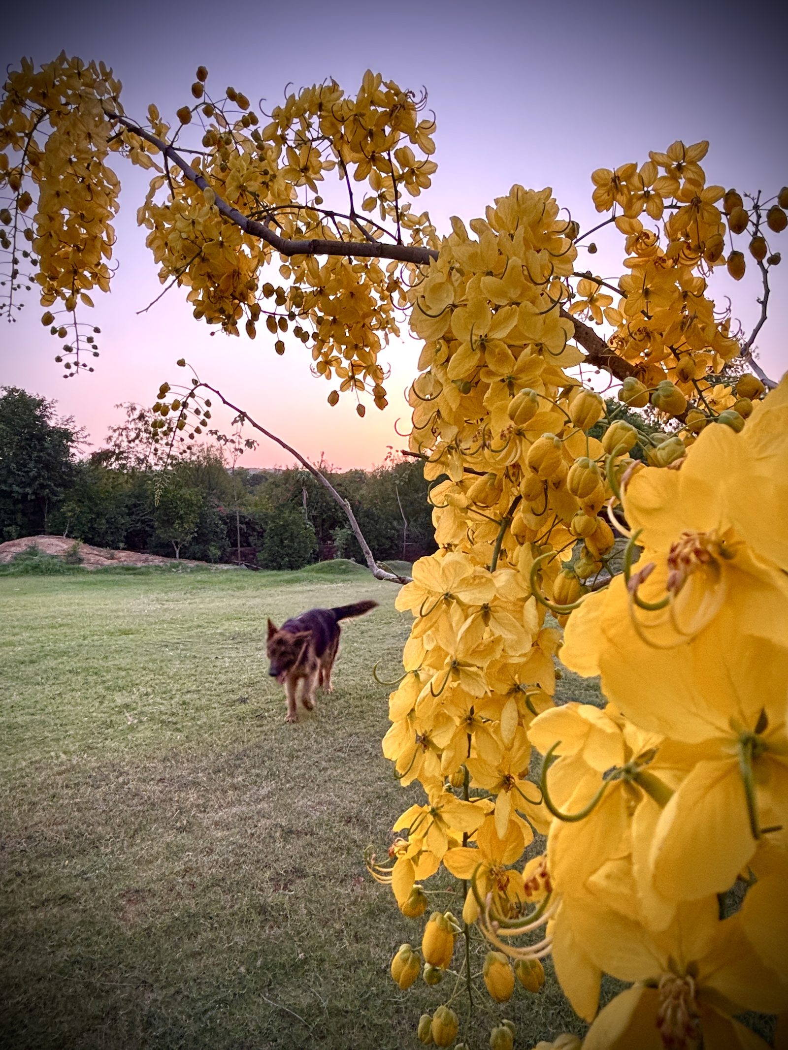 Amaltas in full yellow flower hanging over a mown lawn at dusk, a thatched pavilion beyond
