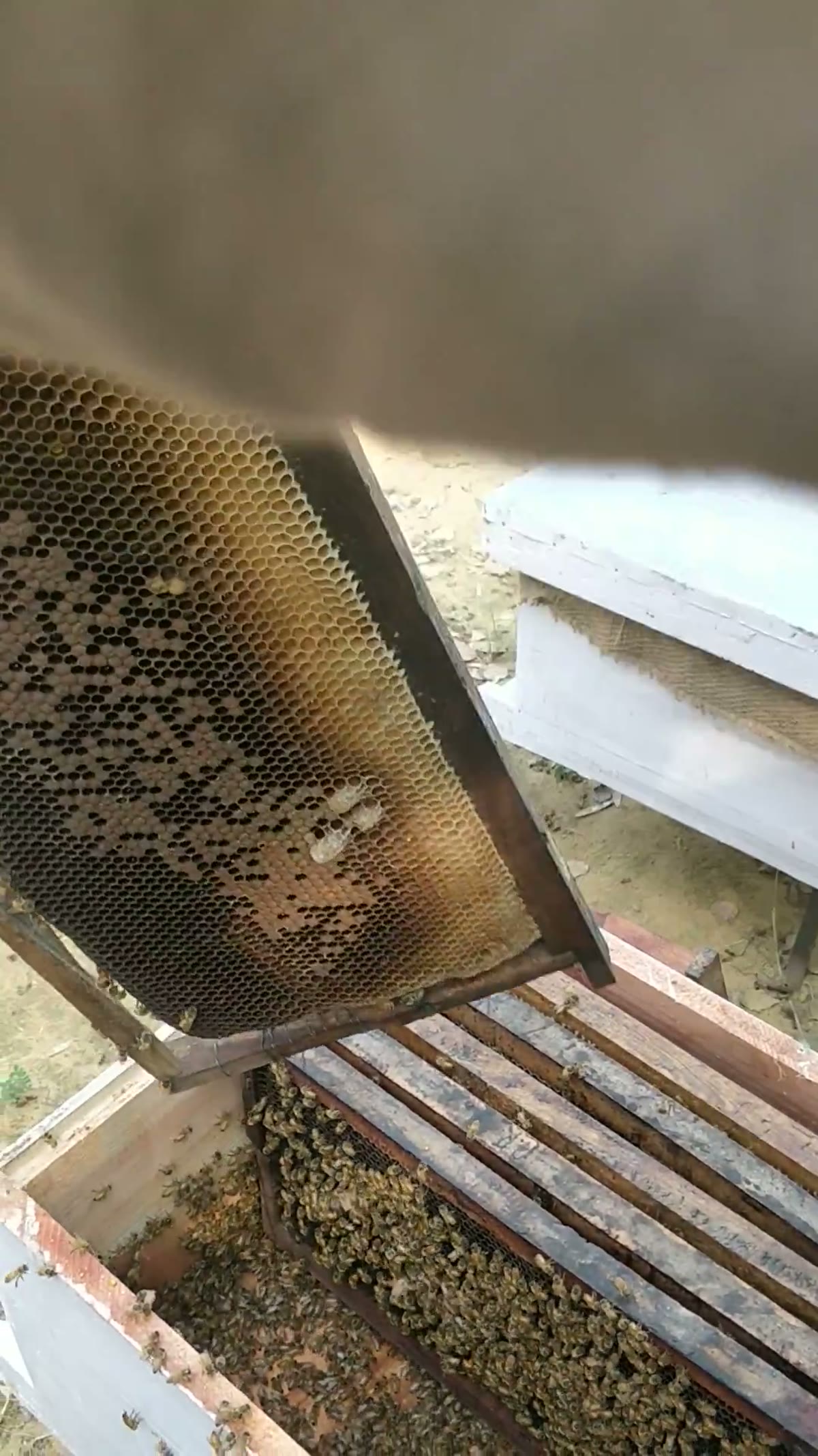An open hive with frames and bees across them
