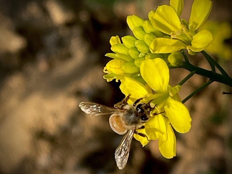 A honeybee on a mustard flower, close up