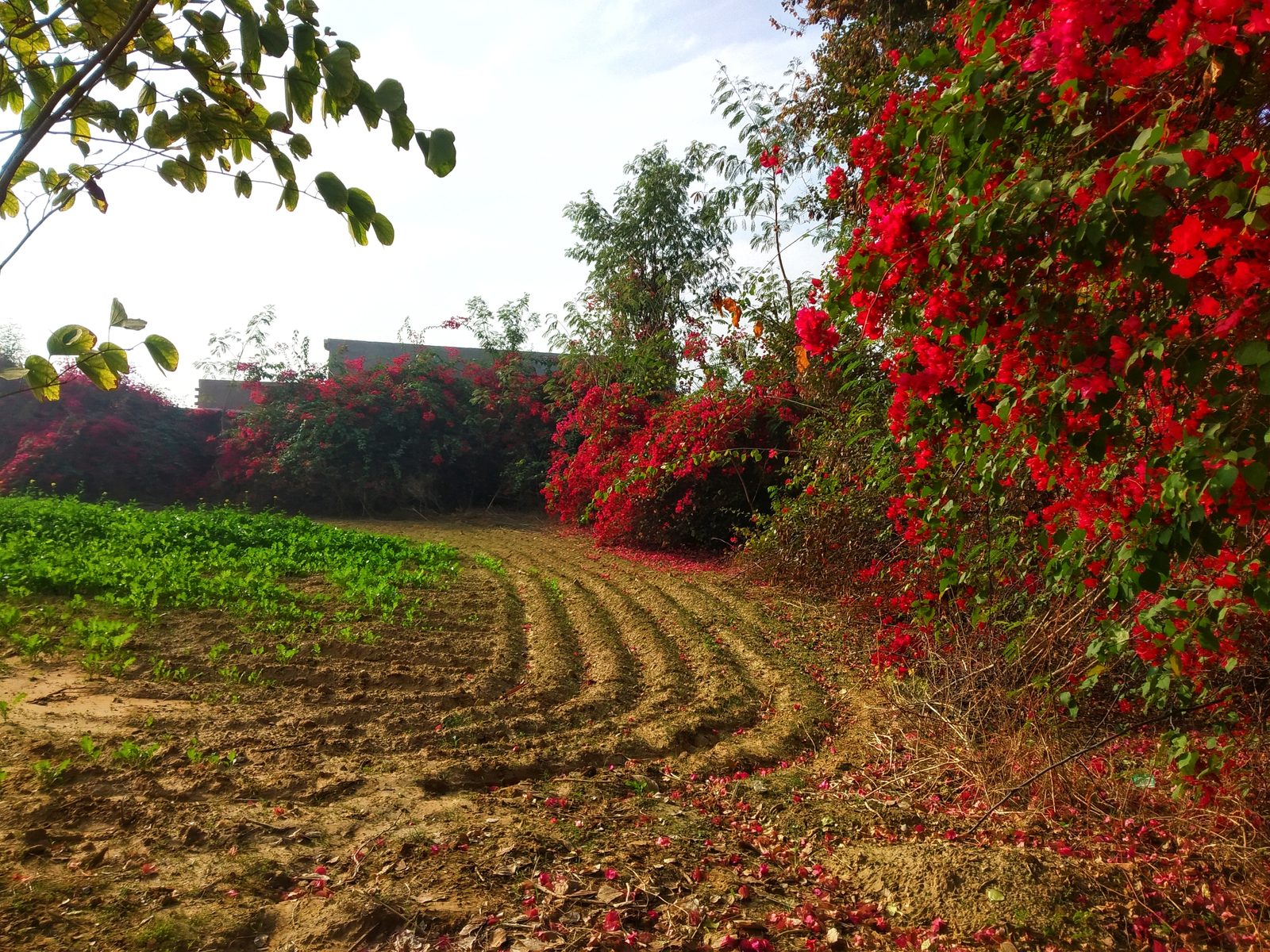 Curved planting rows following the slope of the ground, bougainvillea in flower along the edge