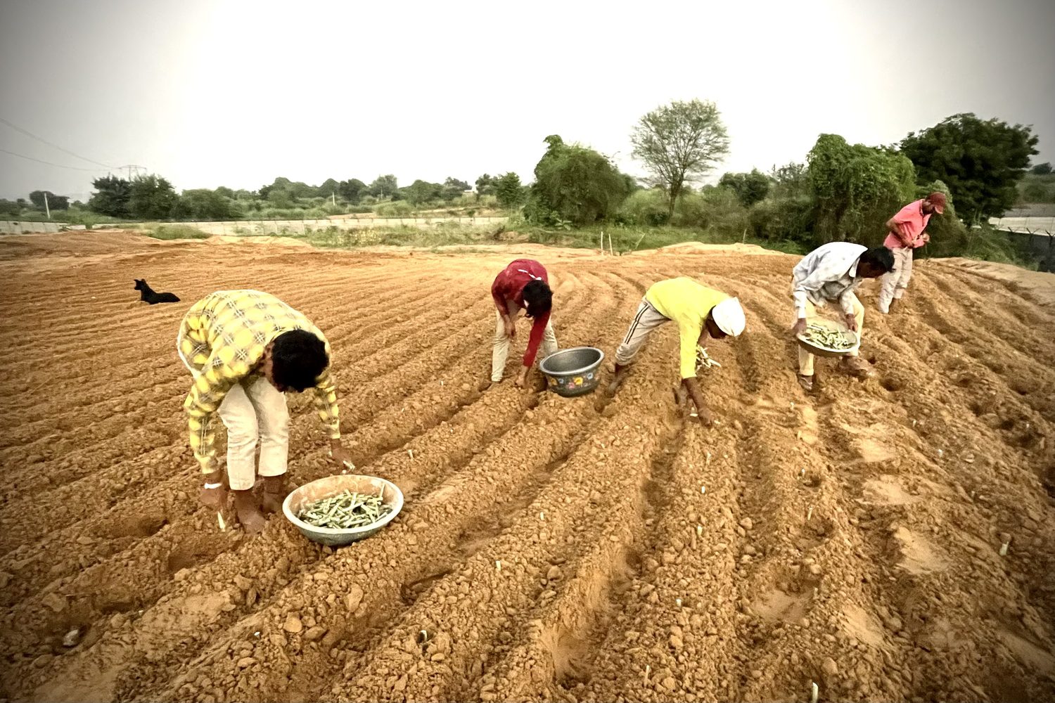Four people spaced along fresh furrows, bent to the rows, sowing by hand under an open sky