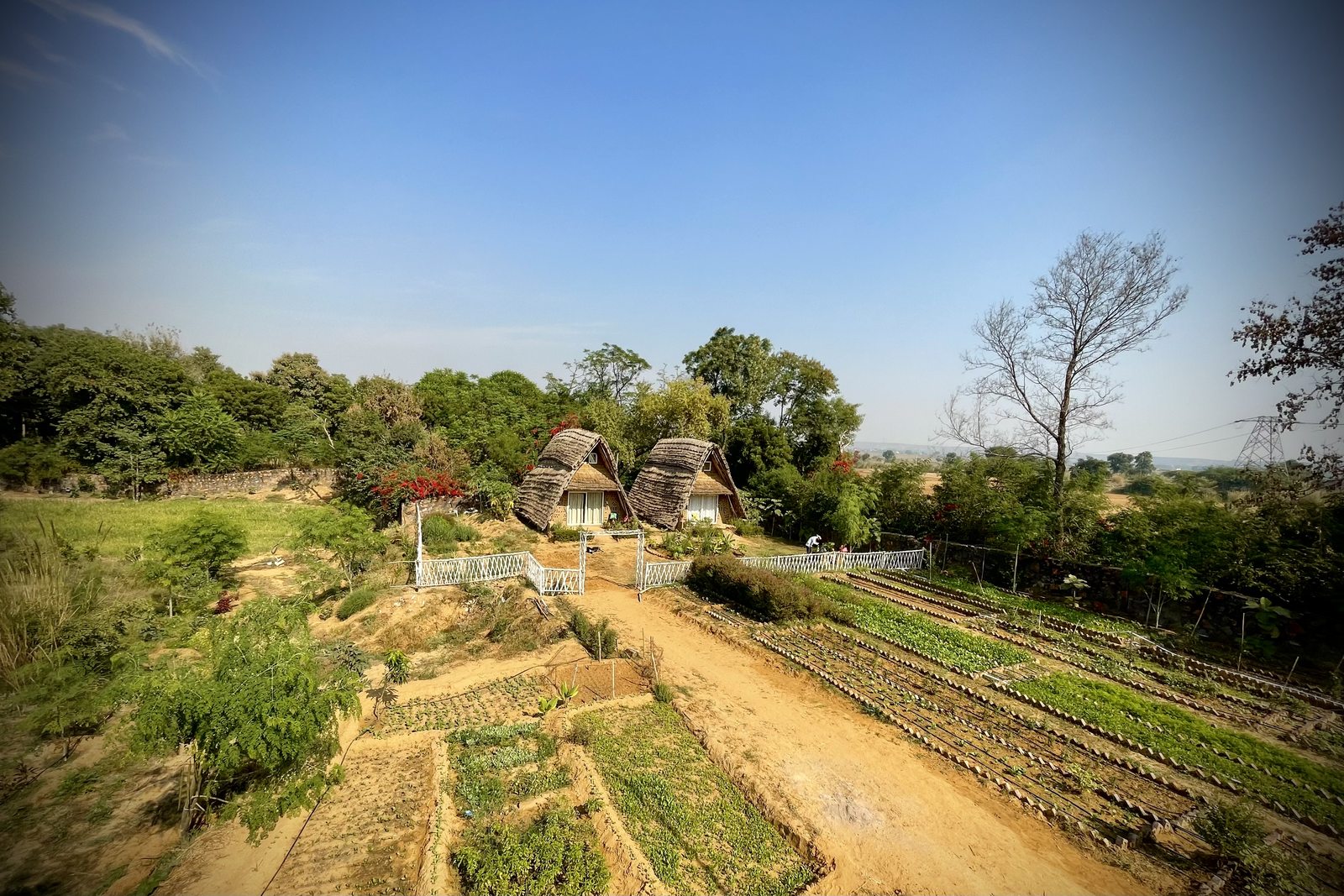 Planted beds in rows running down a slope, green and full, trees and houses beyond