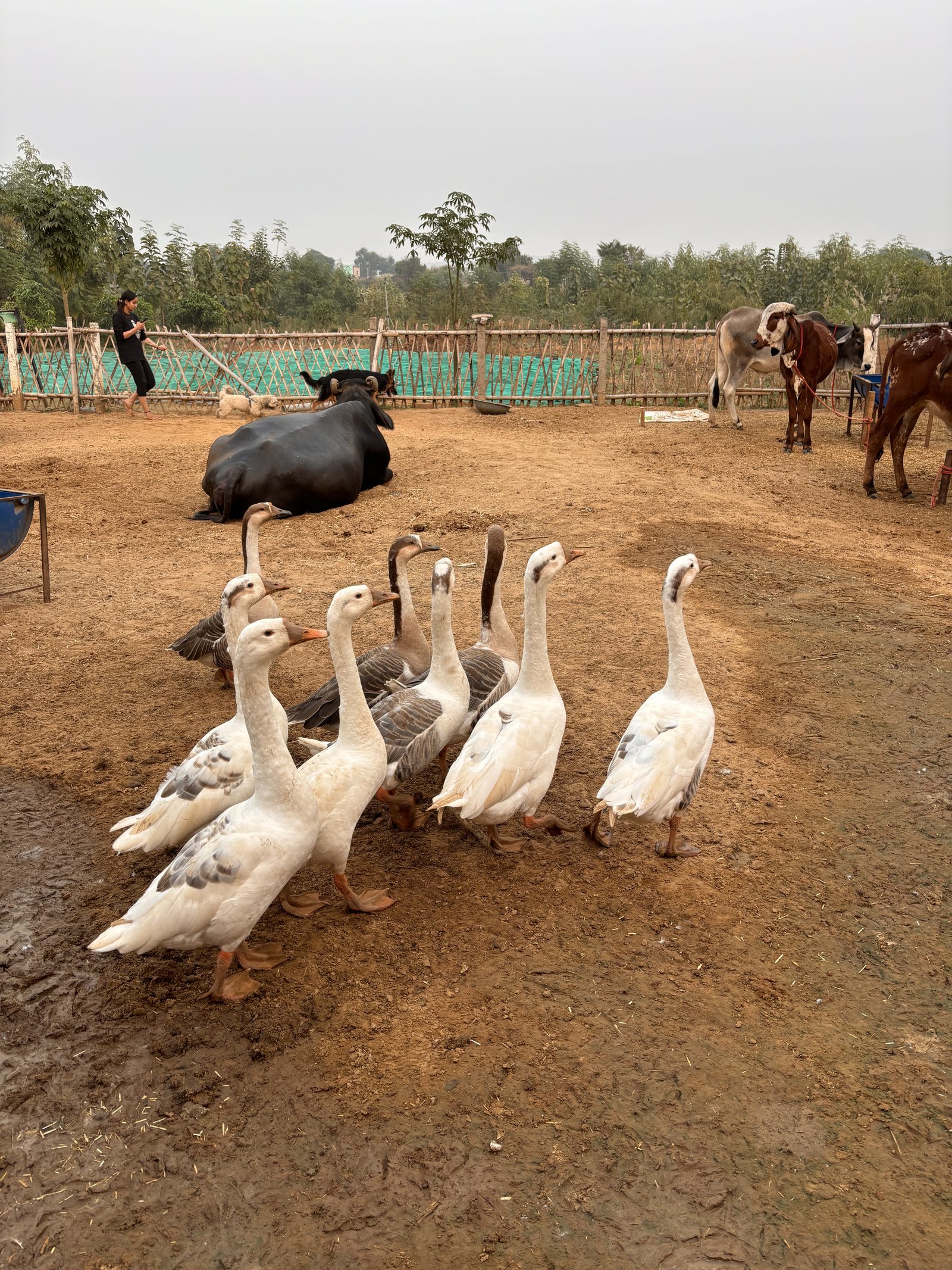 A line of white geese crossing bare ground in late light, cattle behind