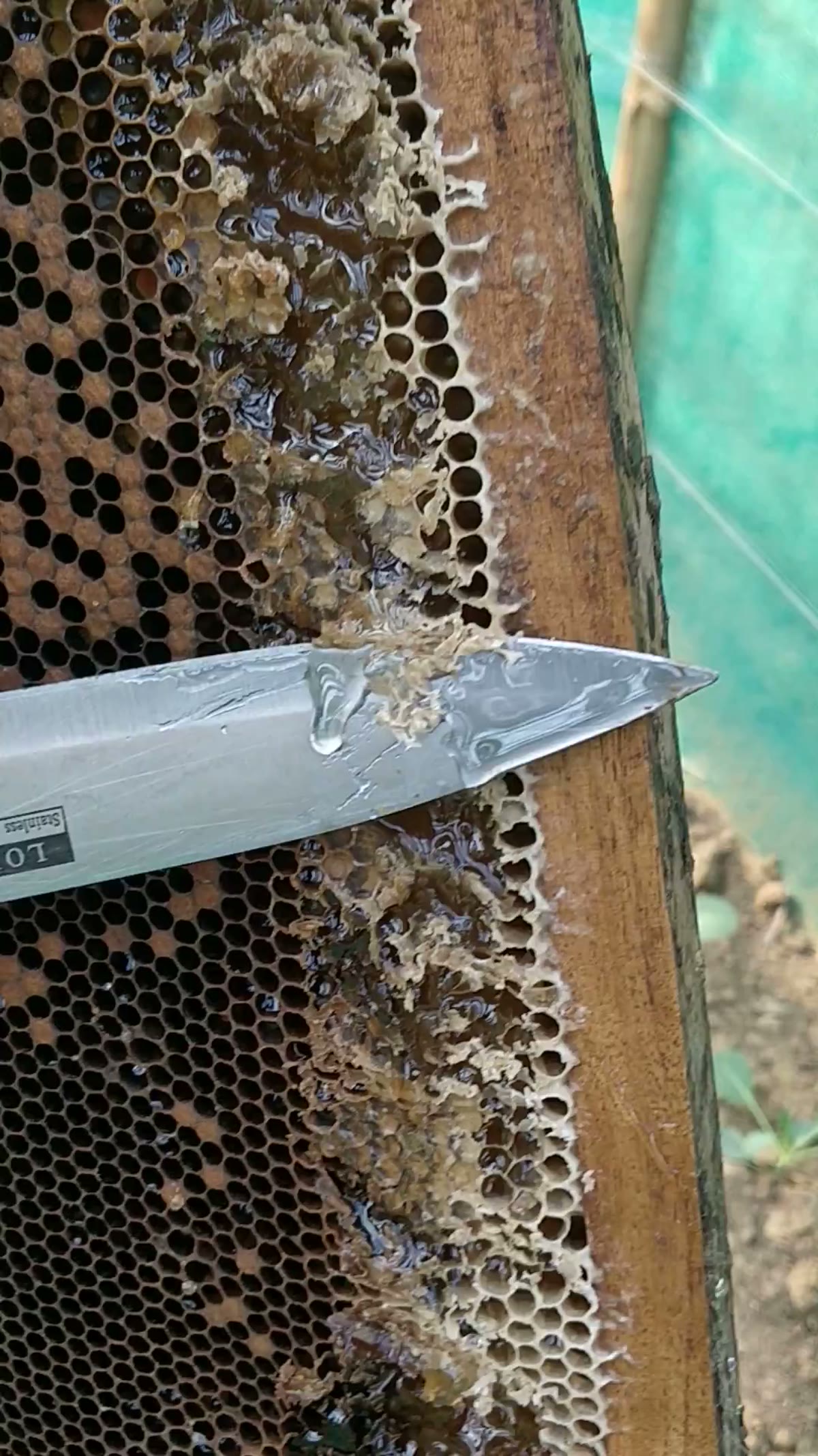 A knife drawn along a frame of capped honeycomb, wax cappings lifting and honey showing wet underneath