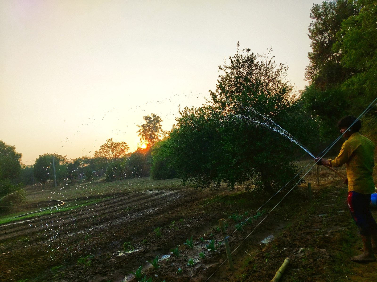 A worker watering the planted rows at dawn, the sun low behind a line of trees