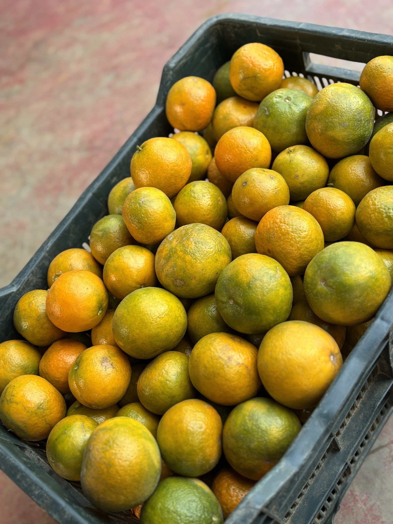 A crate filled with picked Kinnow standing on a red floor, fruit orange and green