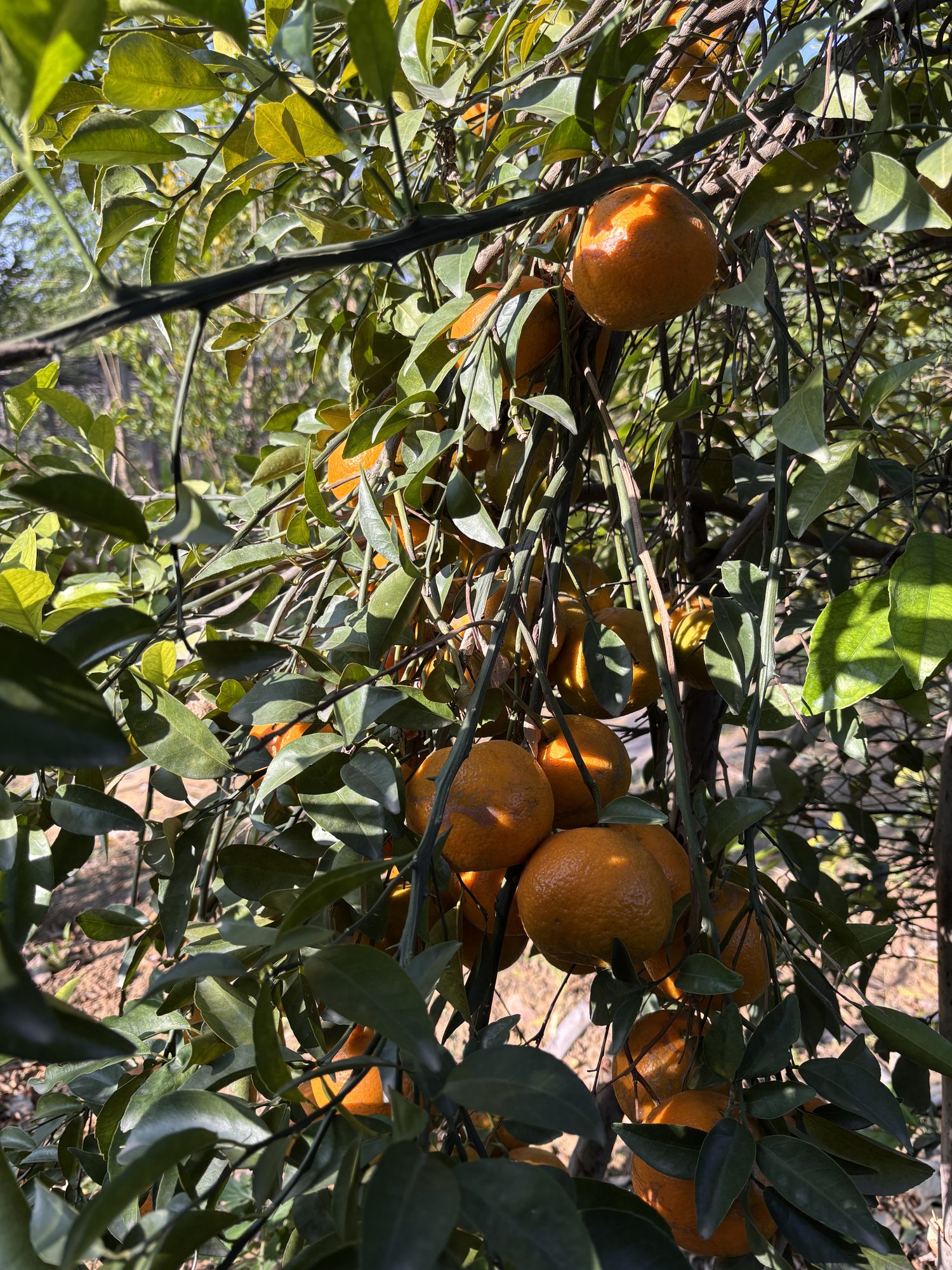 Kinnow turning orange on the branch, dense dark leaves around the fruit