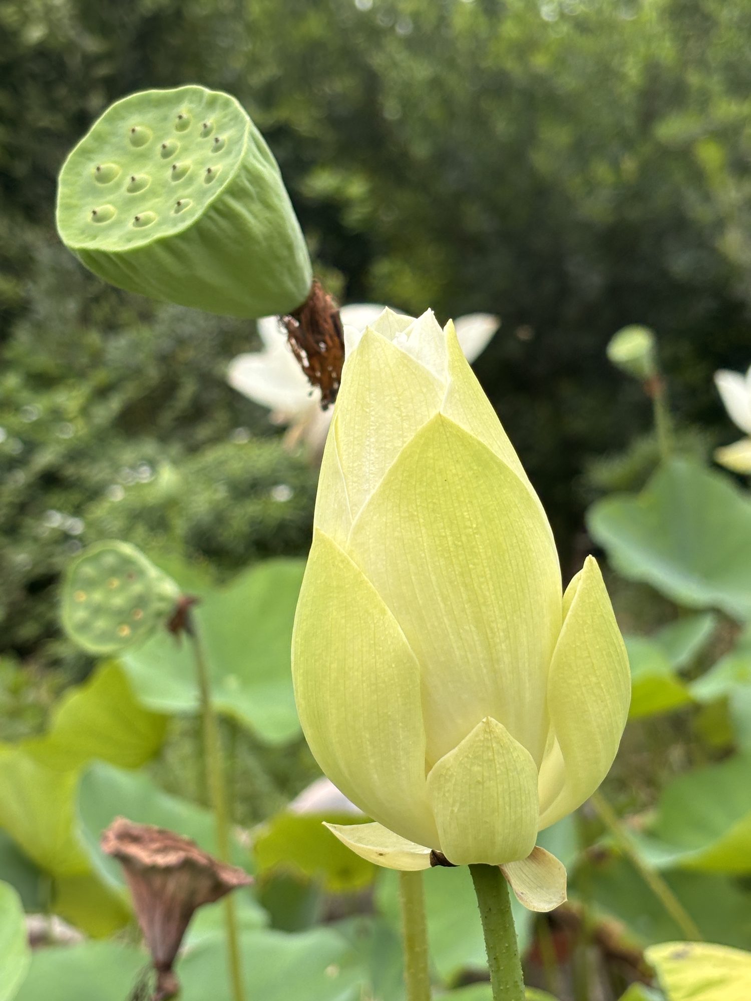 A pale lotus bud opening beside a green seed pod, broad leaves behind