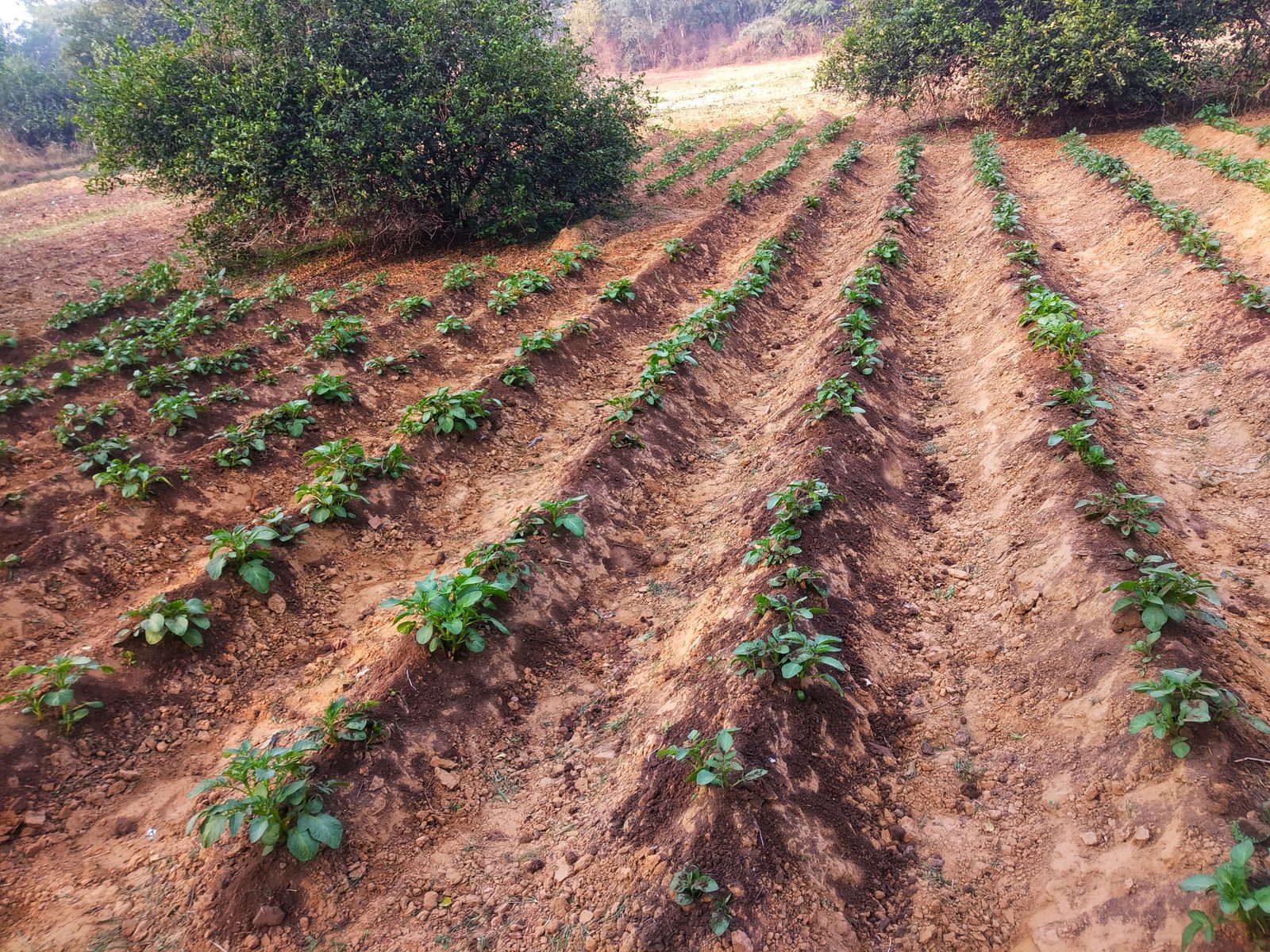 Young plants in long rows of freshly ploughed red earth