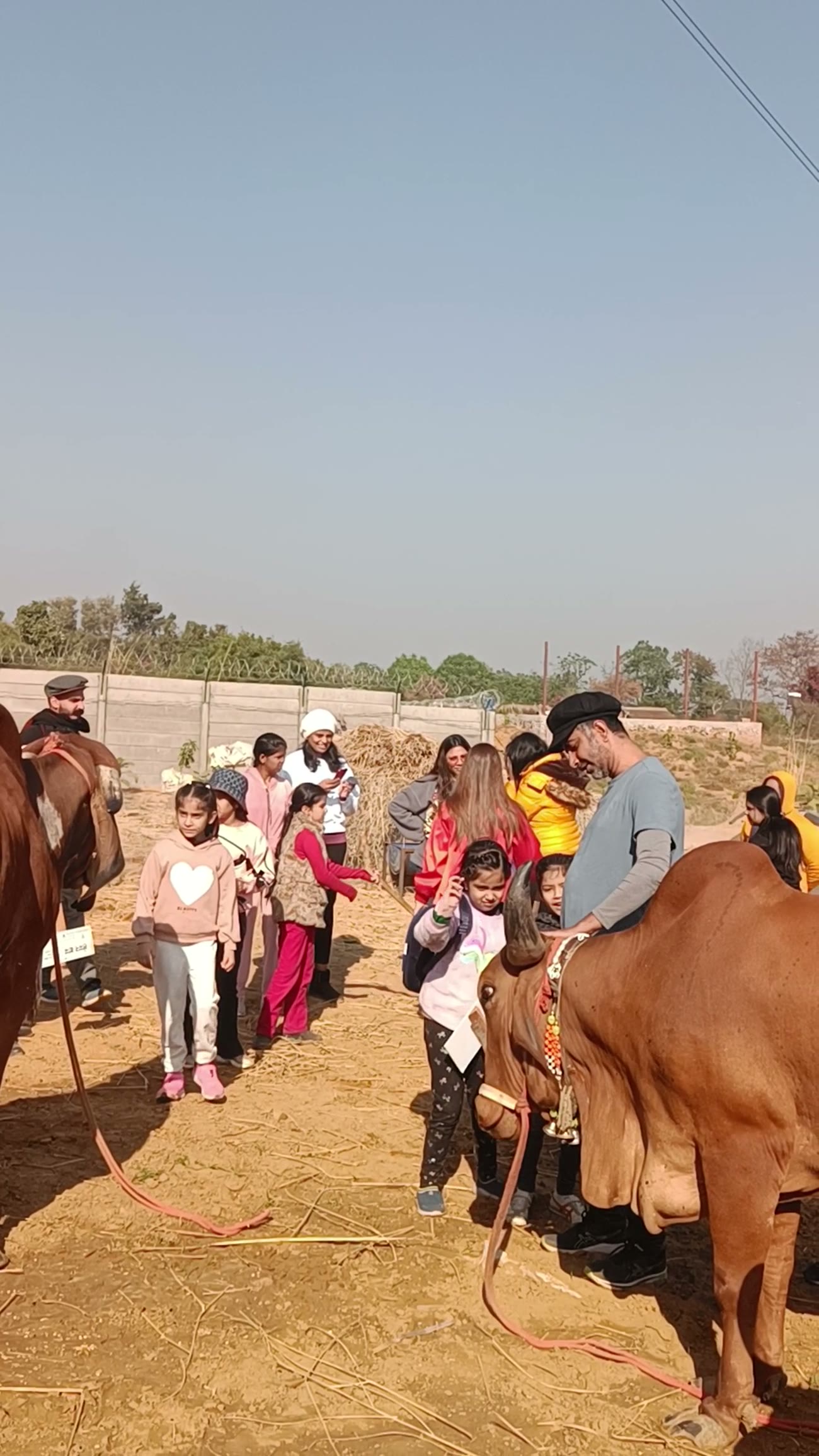 Children lined up beside two Gir cows on open ground, an adult holding one of the animals