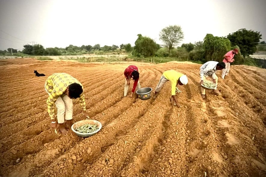 Five people sowing by hand along fresh furrows in red soil, bent to the rows, trees on the horizon