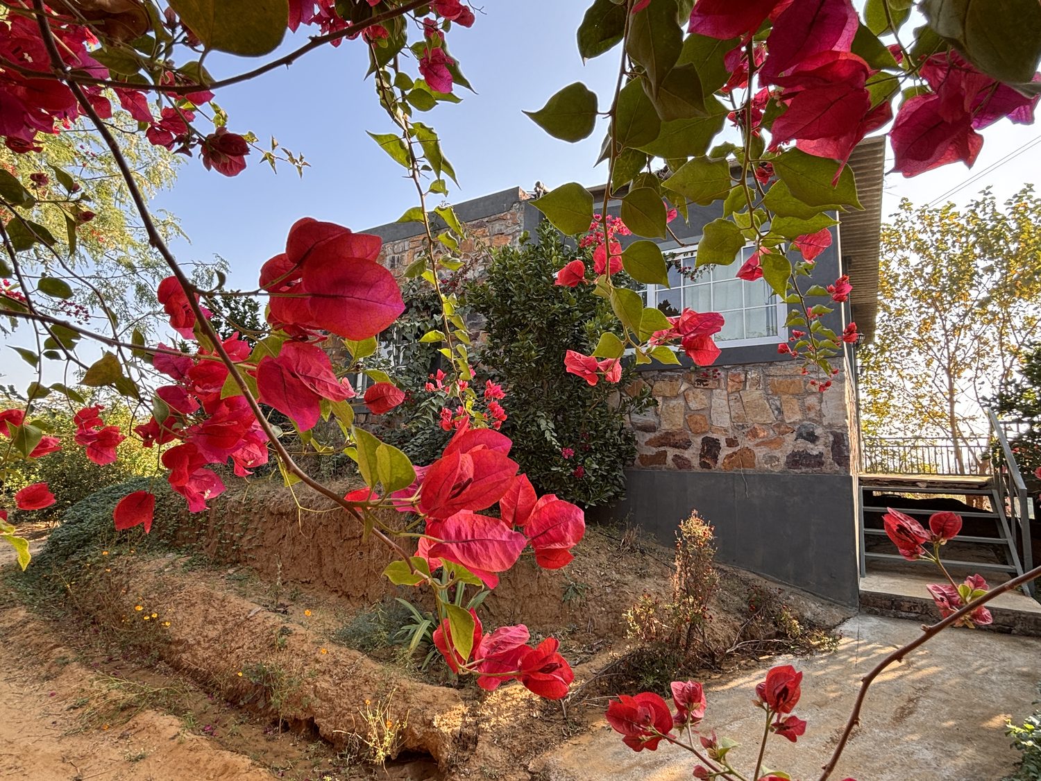 The stone house seen through heavy red bougainvillea, steps up to the door