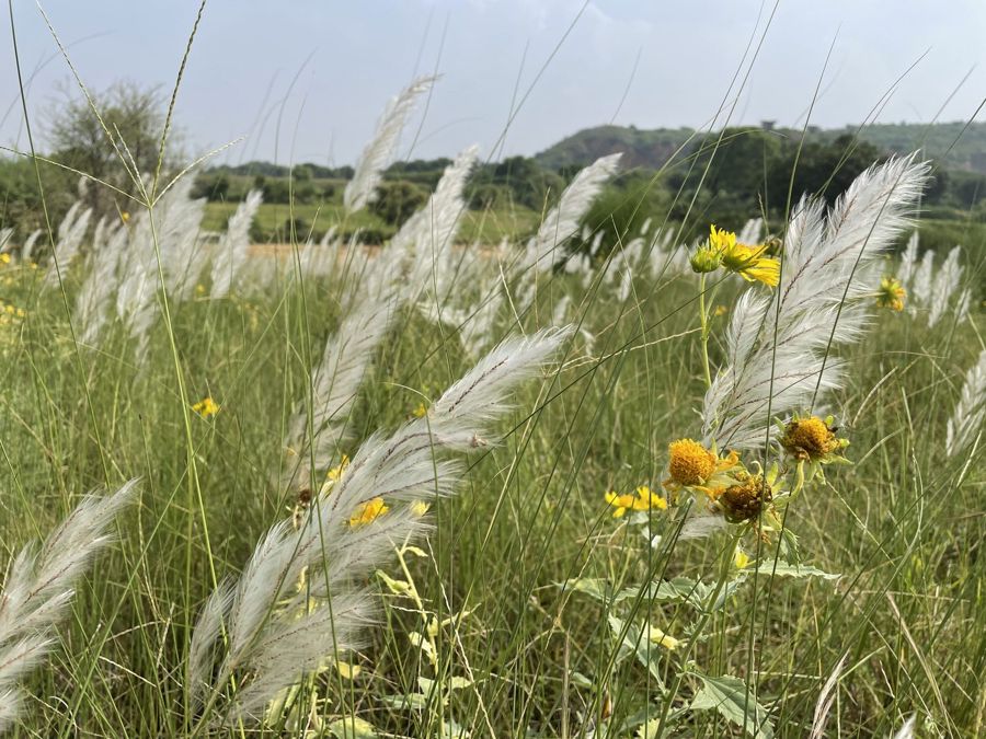 Kans grass in white flower with yellow wildflowers, hills behind